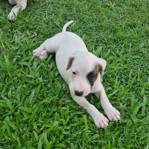 Patch - Staffordshire Bull Terrier Dog