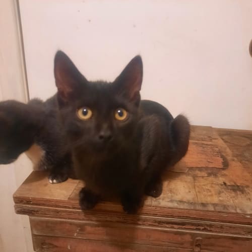 Shadow - Domestic Short Hair Cat