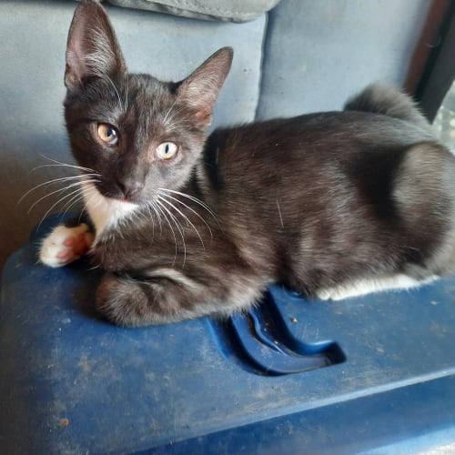 Boof - Domestic Short Hair Cat