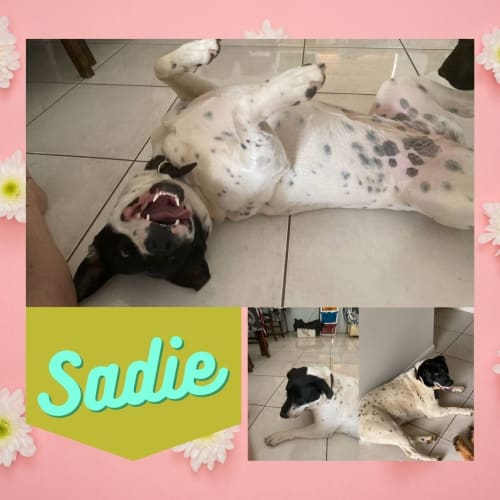 Sadie
