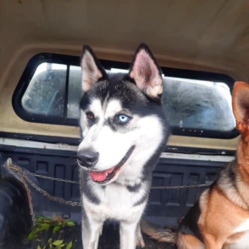 Diesel  - Siberian Husky Dog