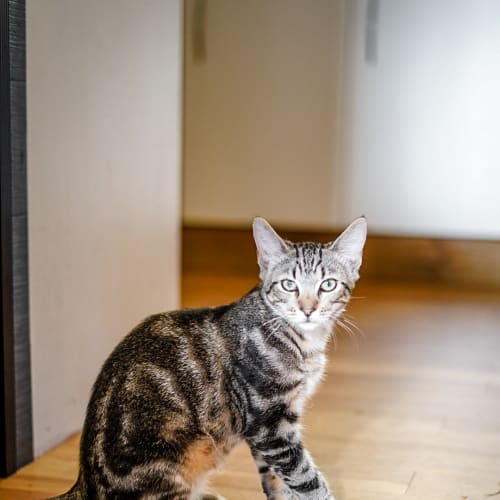 Nookie ~ 5 month old kitten (on trial 8/3/21)