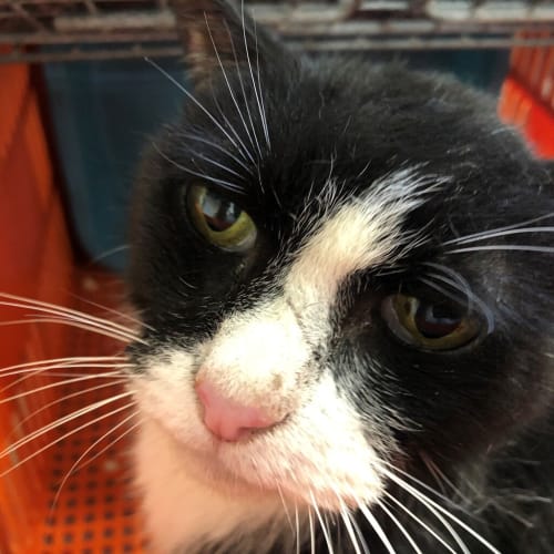 Riven - Domestic Short Hair Cat