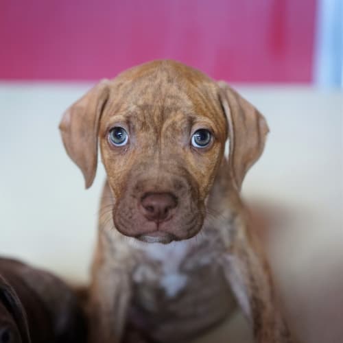 Cactus - American Staffordshire Bull Terrier Dog