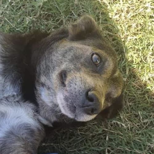 Kierra  - Blue Heeler Dog