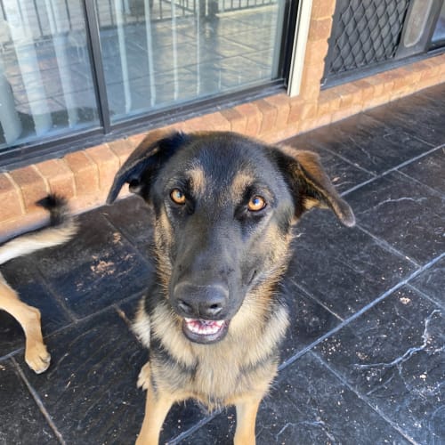 Kovu