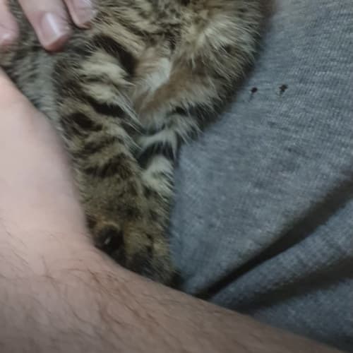 Lyla 