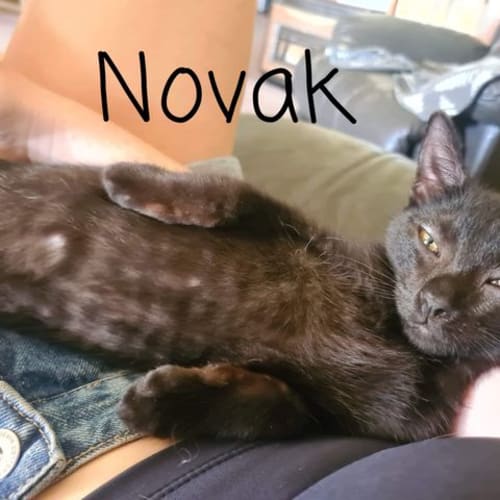 Novak 