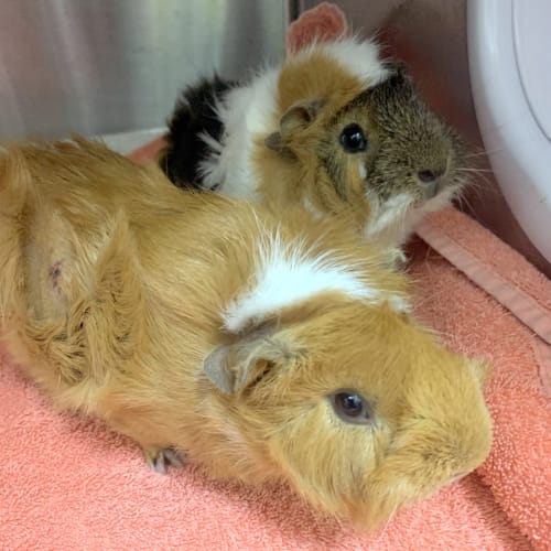 Ginger & Scruffy