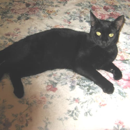 Panther