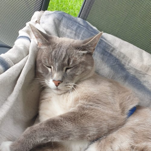 Hank ~ 6 y/o Ragdoll x (on trial 14/3/21)