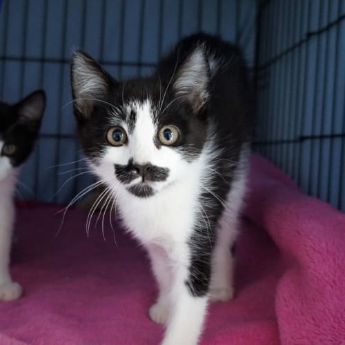 Mo