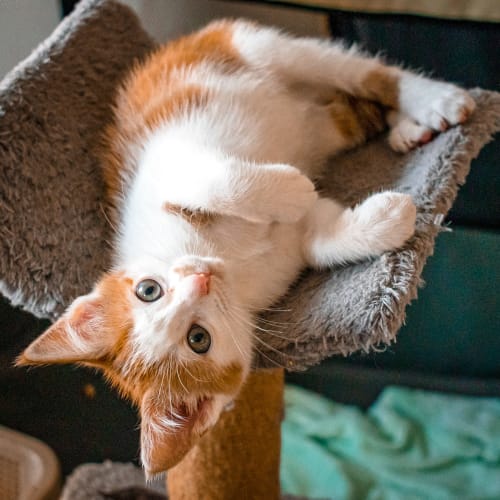 Alani ~ 8 week old kitten (on trial 26/3/21)