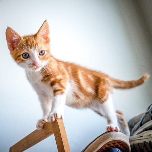 Terry ~ 8 week old kitten (on trial 15/3/21)