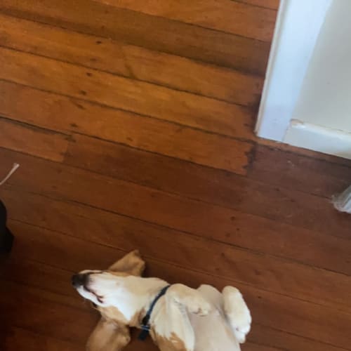 Bagel