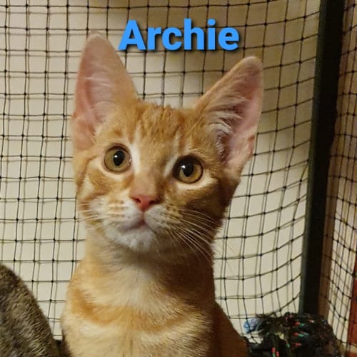 Archie
