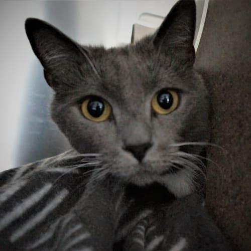 Smokie