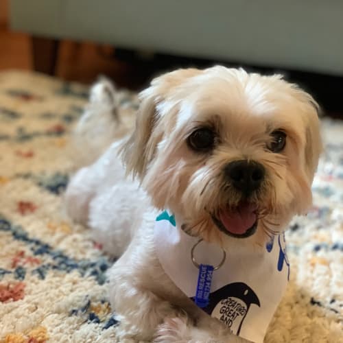 Pepi ~ 12yr Old Maltese X (On Trial 8/4/21)