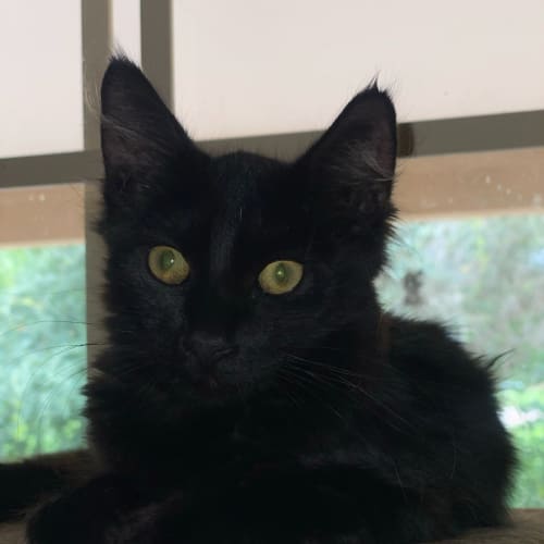Blackie