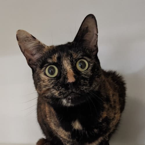 Stella