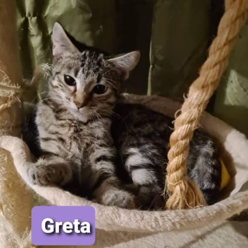 Greta