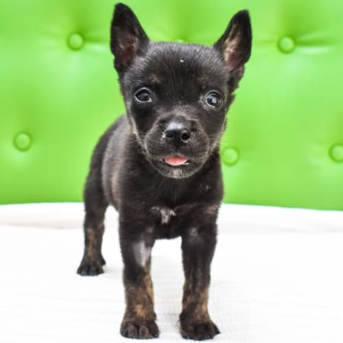 Teapot small cross breed pup