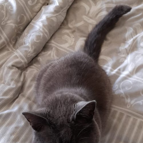 Phoebe