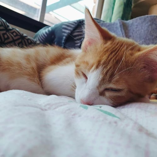 Remus