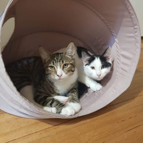  Sparky and Inky ❤❤