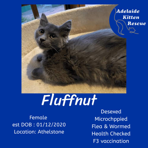 Fluffnut