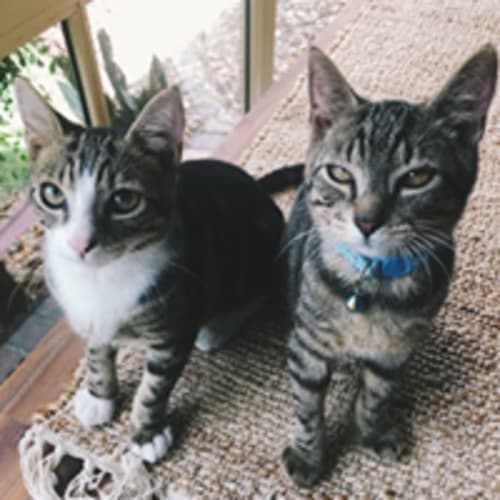 Hootie and Luca