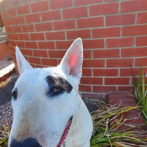 Diamond - foster carer with view to adopt