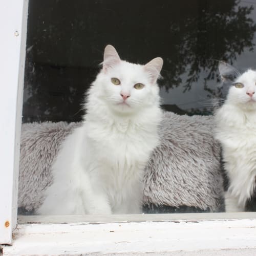 Joey and Jasper