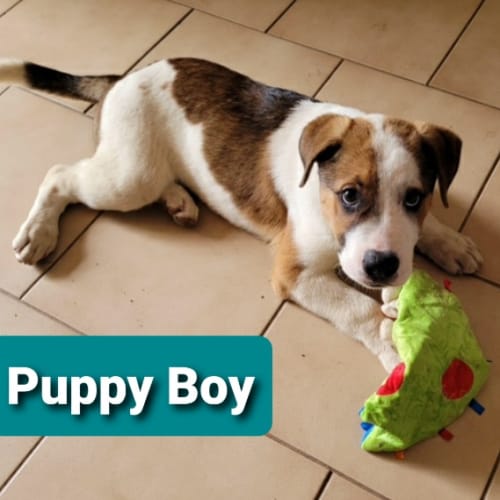 Puppy Boy