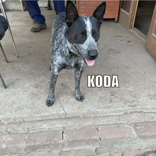 Koda