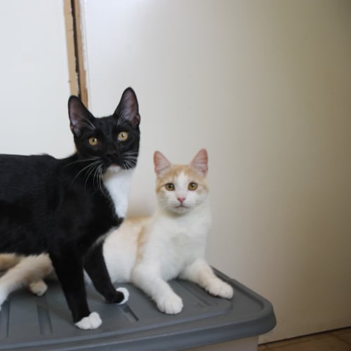 Kingsley & Lennon 