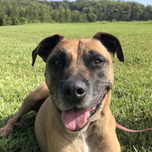 Bella ~ 10 yo Mastiff x 