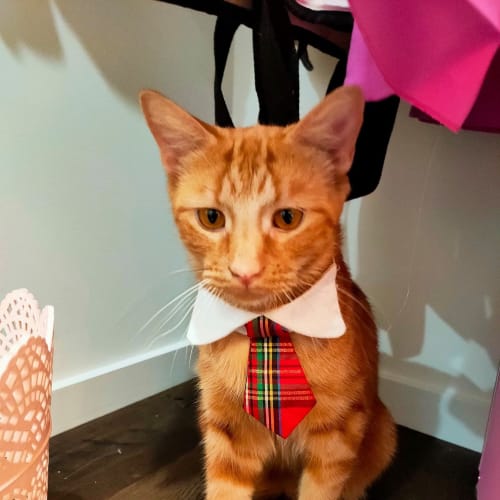 Pumpkin ~ 1 year old cat (on trial 28/03/21)
