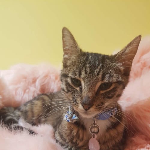 Tinsel ~ 2 year old female cat (on trial 25/04/21)