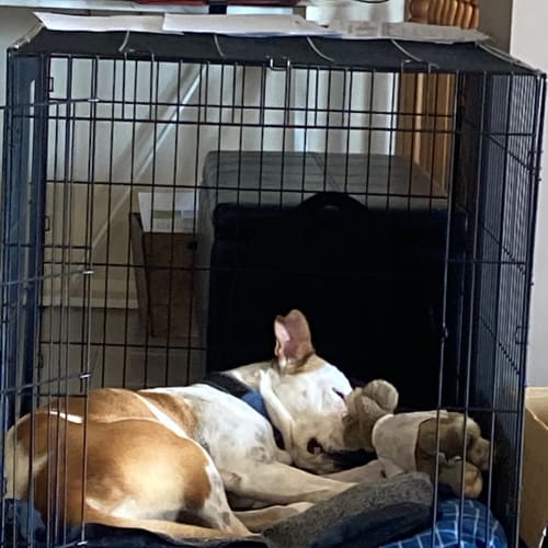 Emma ~ 3.5yr Old Bull Arab X (Trial 31/1/22)