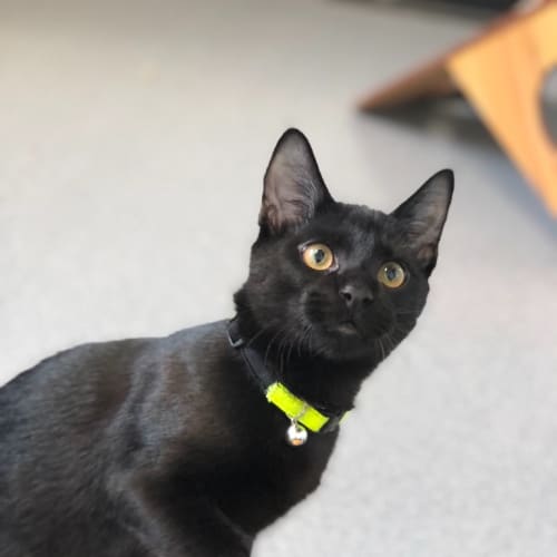 Onyx