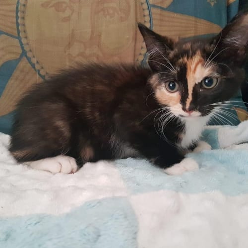 Piper