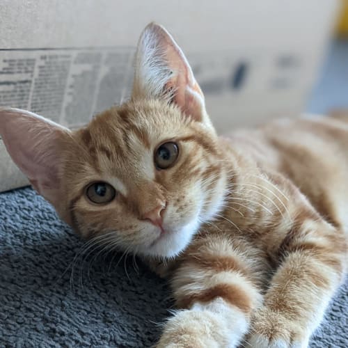 Oscar
