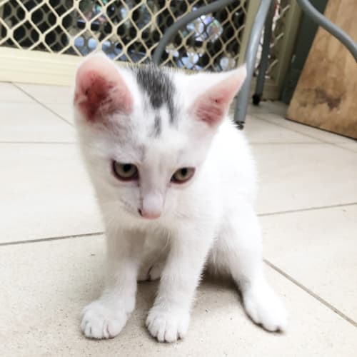 Smudge
