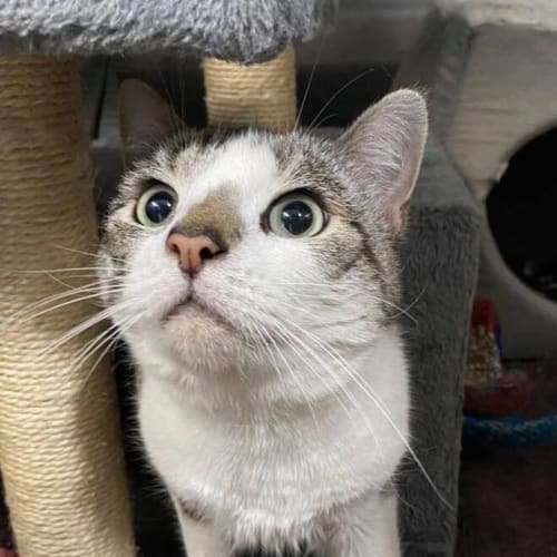 Lulu