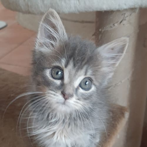 Astro