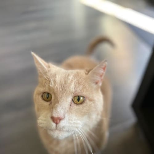 Merlin - Located in Reservoir