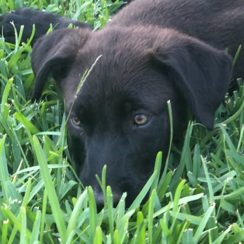 Hugo 
