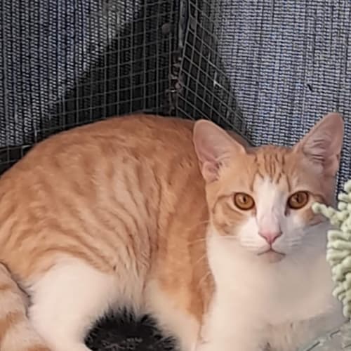 Nemo / Tinkerbell