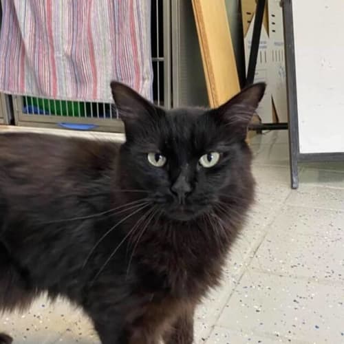 Merlin